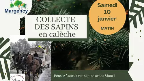 Collecte des sapins